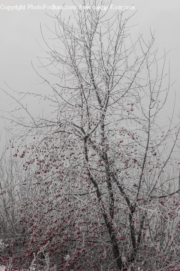 Blossom, Flora, Flower, Plant, Frost, Ice, Outdoors