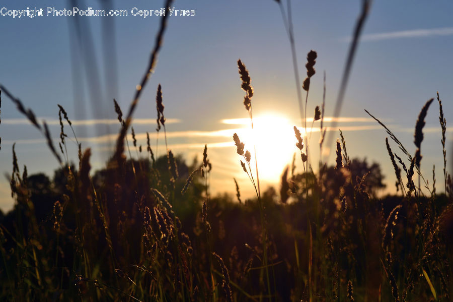 Field, Grass, Grassland, Plant, Flare, Light, Grain