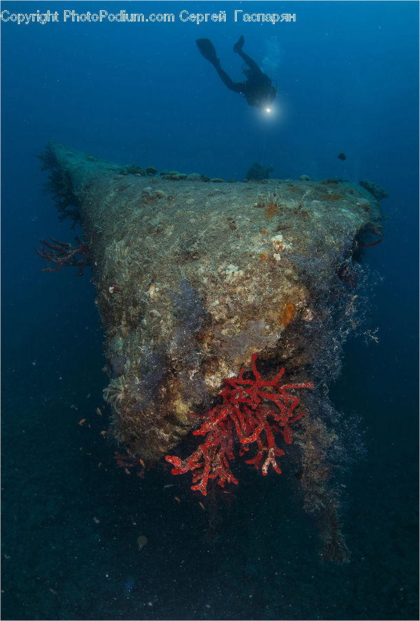 Coral Reef, Outdoors, Reef, Sea, Sea Life, Water, Crab