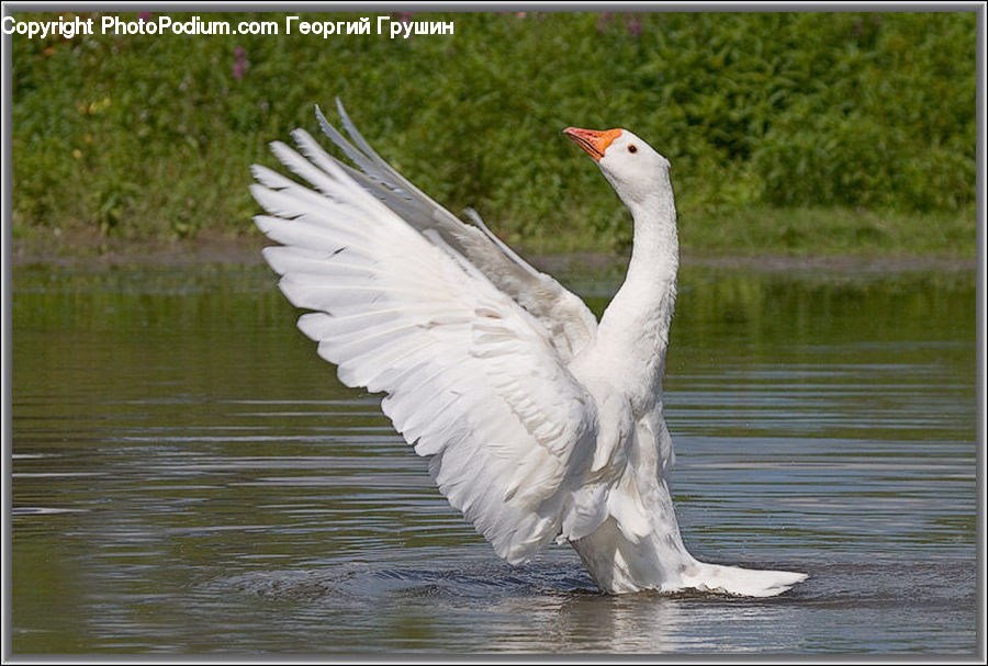Bird, Goose, Waterfowl, Swan, Crane Bird, Heron