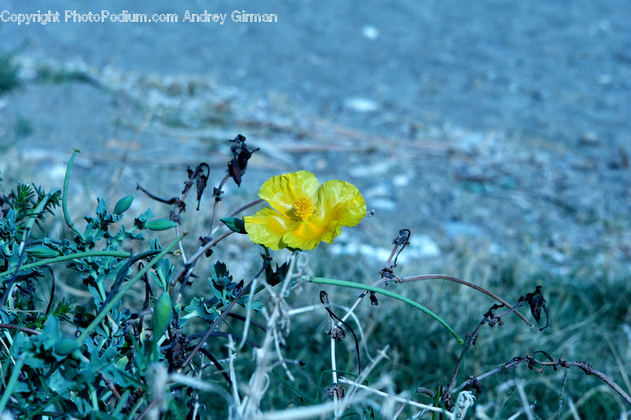 Fiber, Flax, Flora, Flower, Plant, Weed, Aloe