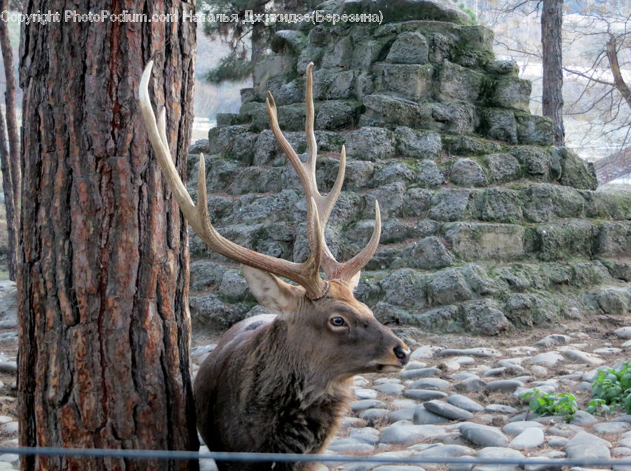 Animal, Deer, Elk, Mammal, Wildlife, Bongo, Percussion