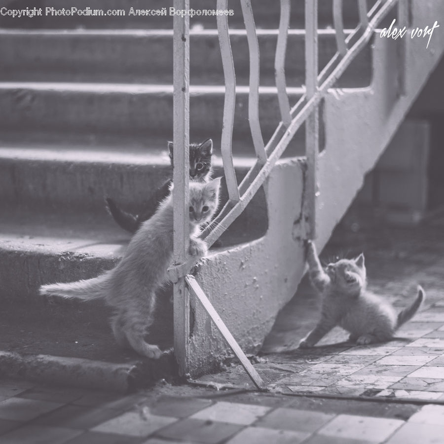 Animal, Cat, Pet, Siamese, Mammal, Manx, Adorable