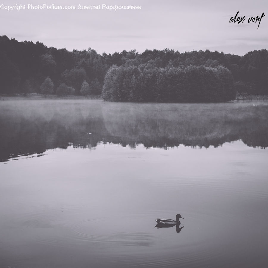 Land, Marsh, Pond, Swamp, Water, Dock, Landing