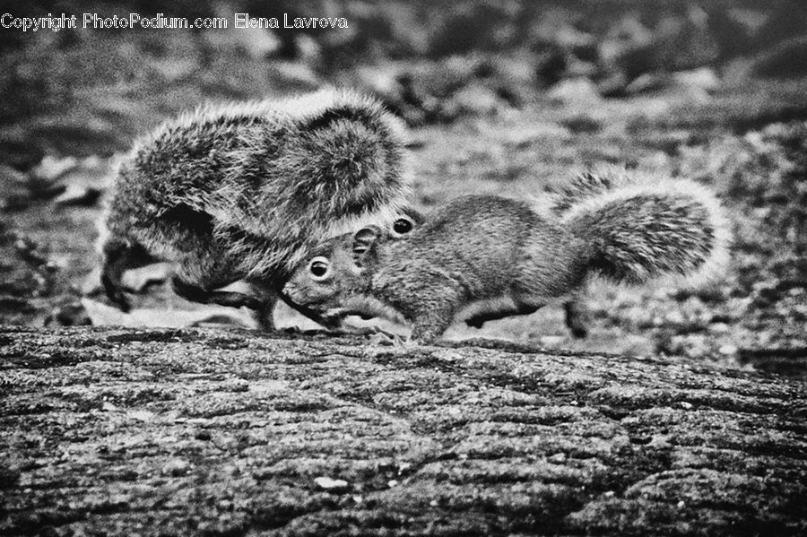 Animal, Hedgehog, Mammal, Porcupine, Rodent, Squirrel