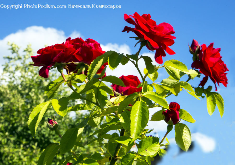 Blossom, Flora, Flower, Geranium, Plant, Rose, Petal