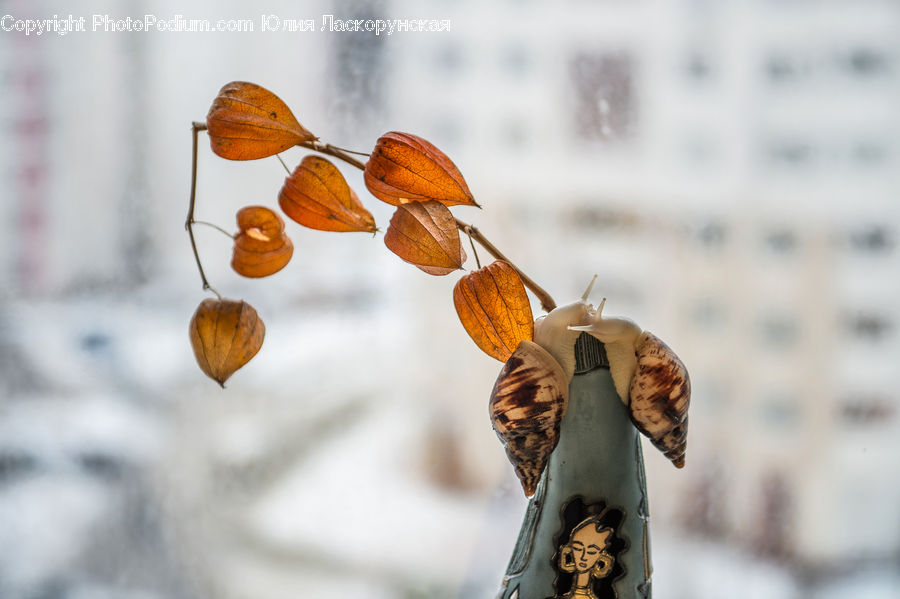 Grain, Seed, Food, Nut, Butterfly, Insect, Invertebrate