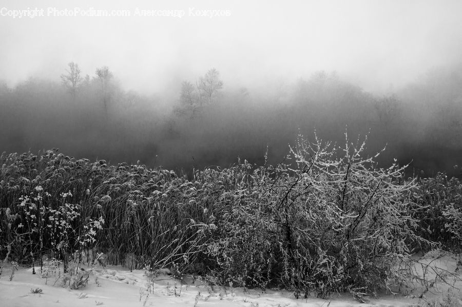 Ice, Outdoors, Snow, Grass, Plant, Reed, Forest