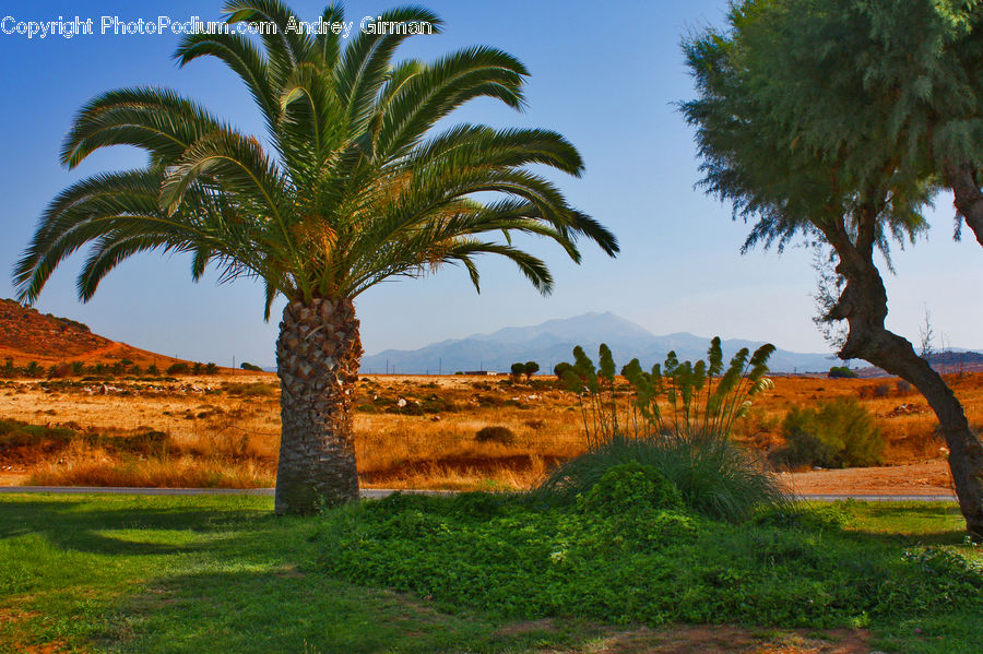 Palm Tree, Plant, Tree, Conifer, Fir, Field, Grass