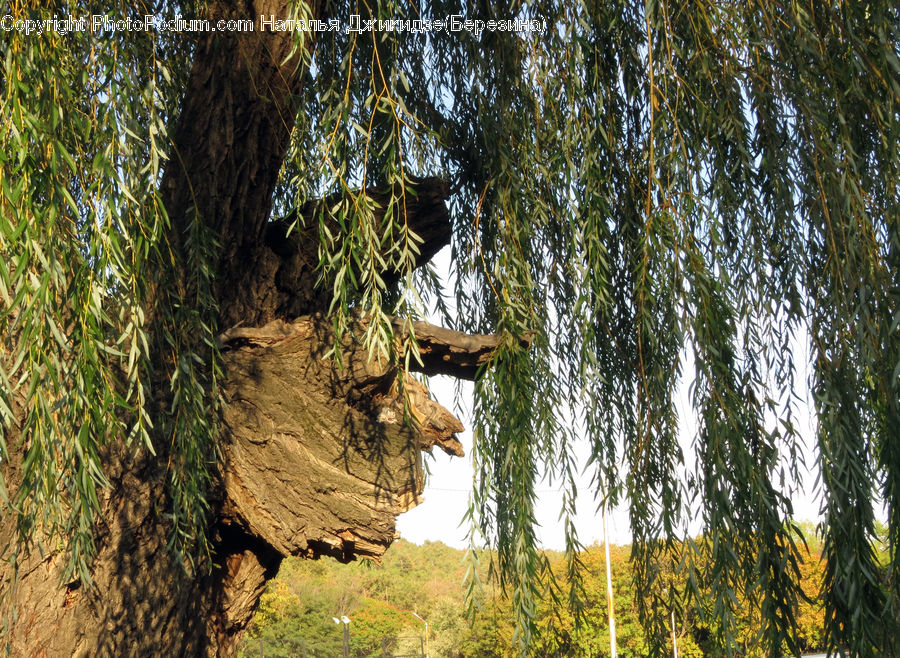 Plant, Tree, Willow, Forest, Jungle, Rainforest, Vegetation