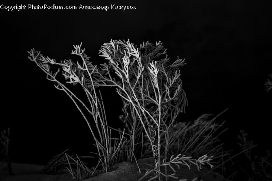 Night, Outdoors, Blossom, Flora, Flower, Plant, Conifer