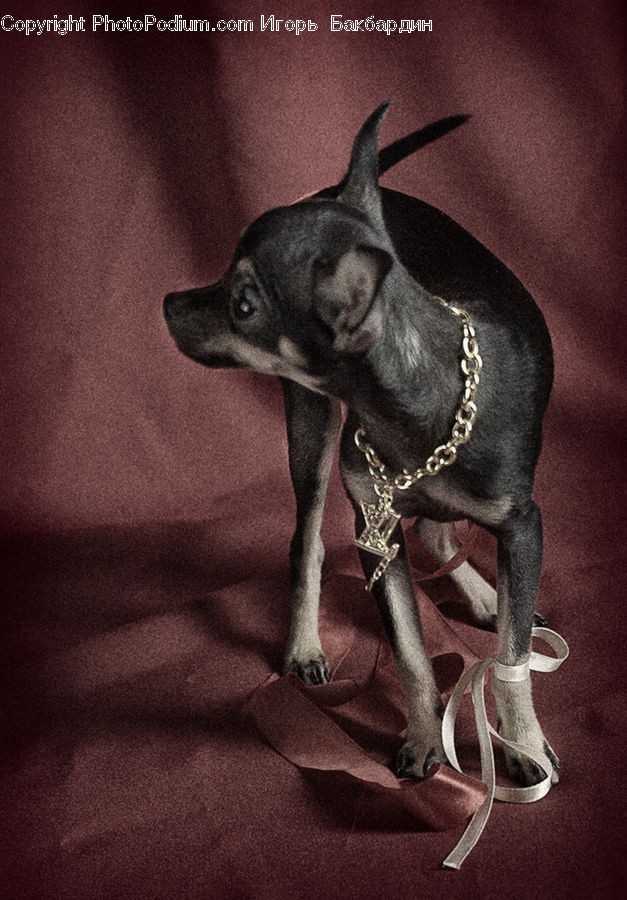 Animal, Canine, Chihuahua, Dog, Mammal, Pet