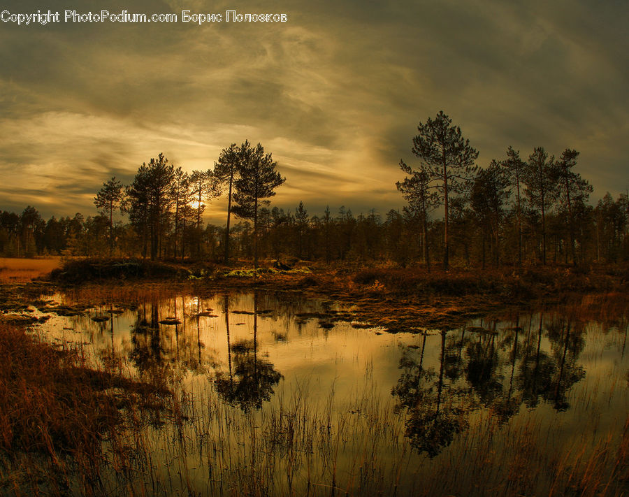 Land, Marsh, Pond, Swamp, Water, Plant, Tree