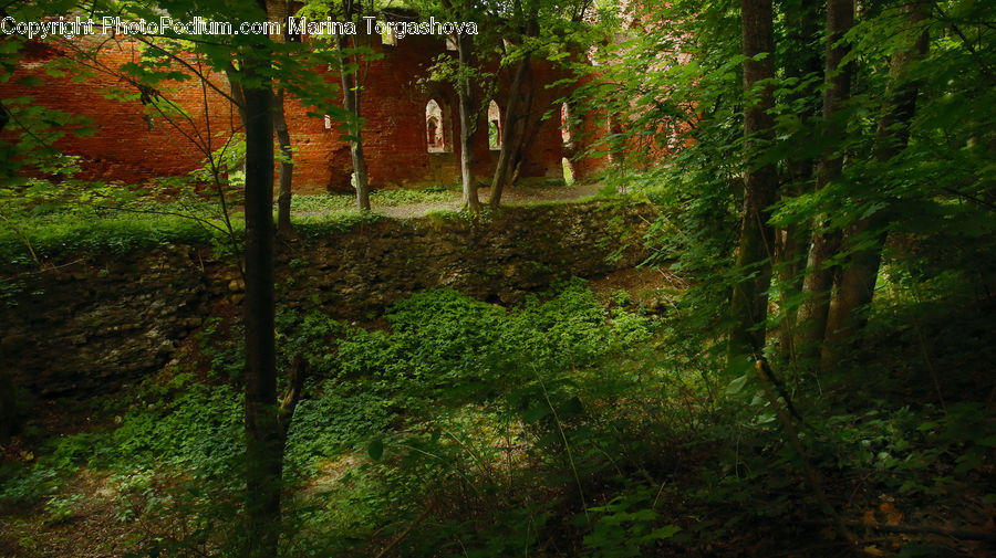 Forest, Vegetation, Brick, Grove, Land, Plant, Tree