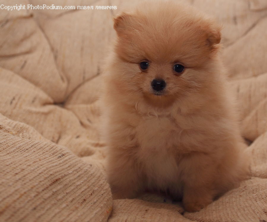 Animal, Canine, Dog, Mammal, Pet, Puppy, Cat