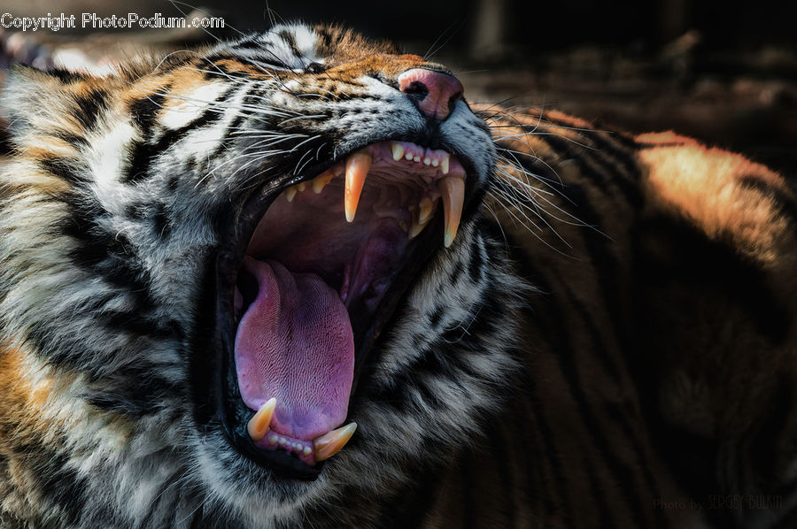 Animal, Mammal, Tiger