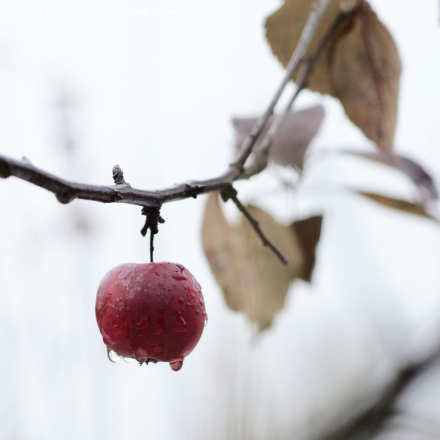Apple, Fruit, Cherry, Plum, Grapes, Birch, Tree