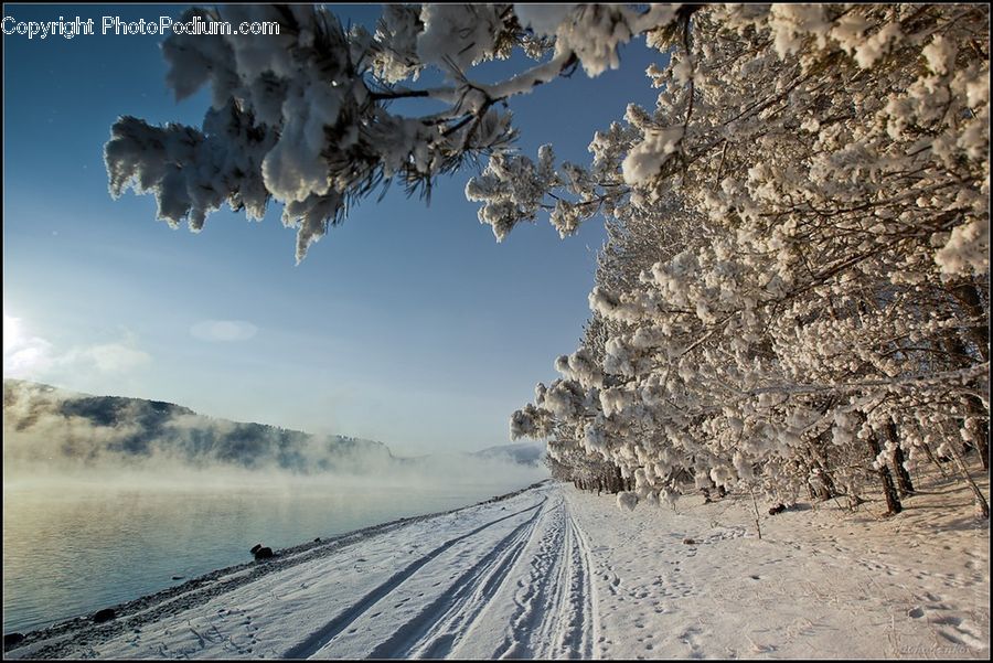 Frost, Ice, Outdoors, Snow, Blossom, Flora, Flower