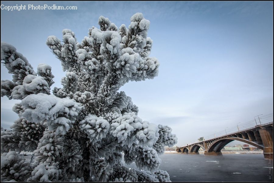 Conifer, Fir, Plant, Tree, Bridge, Frost, Ice