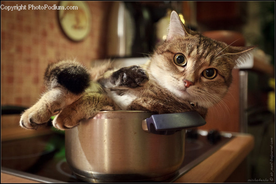 Animal, Cat, Kitten, Mammal, Pet, Abyssinian