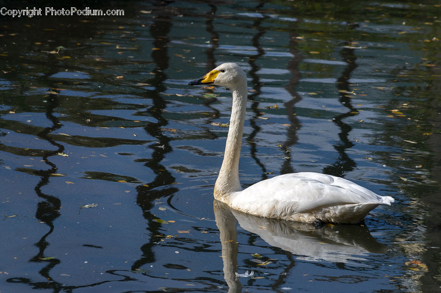 Bird, Swan, Waterfowl, Beak, Ardeidae, Goose, Duck