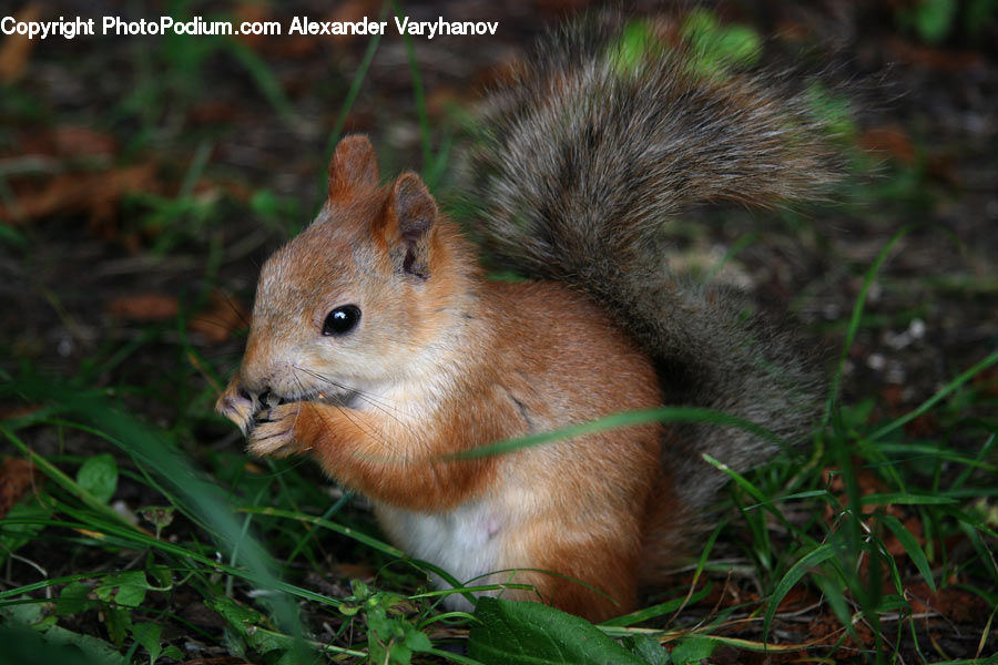 Animal, Mammal, Rodent, Squirrel, Field, Grass, Grassland