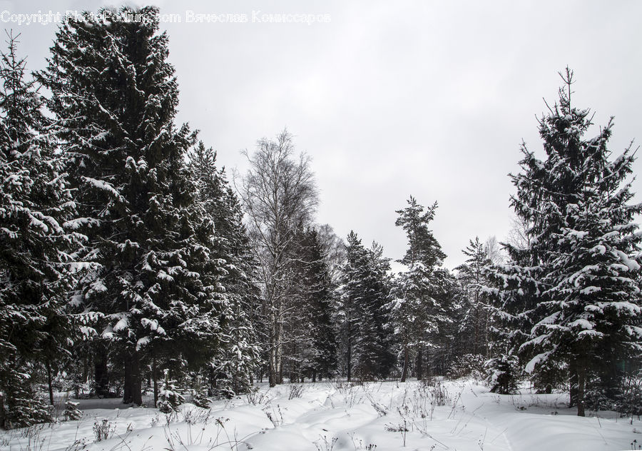 Conifer, Fir, Spruce, Wood, Pine, Plant, Tree