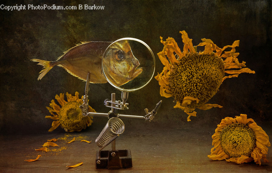 Blossom, Flora, Flower, Plant, Sunflower, Glass, Goblet