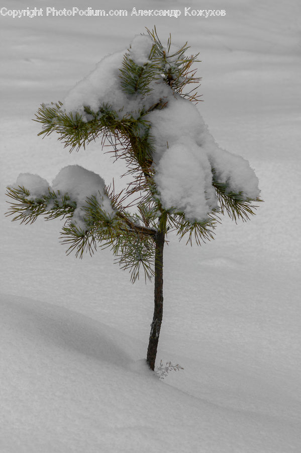 Conifer, Fir, Plant, Tree, Pine, Spruce, Wood