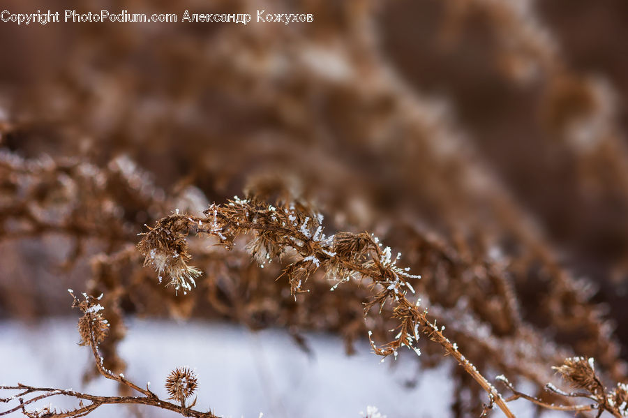 Frost, Ice, Outdoors, Snow, Grass, Plant, Reed