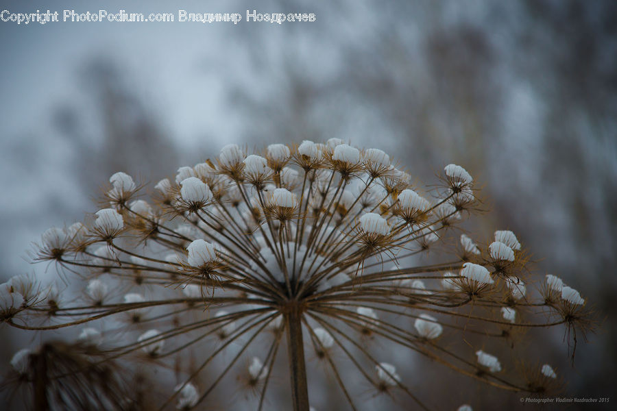 Dill, Plant, Blossom, Flora, Flower, Weed, Field