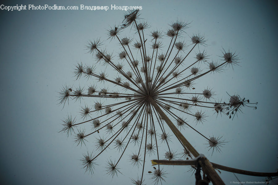 Dill, Plant, Light Fixture, Dandelion, Flower, Conifer, Fir