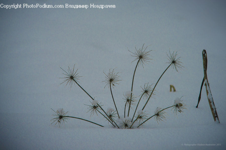 Dill, Plant, Dandelion, Flower, Agapanthus, Blossom, Weed