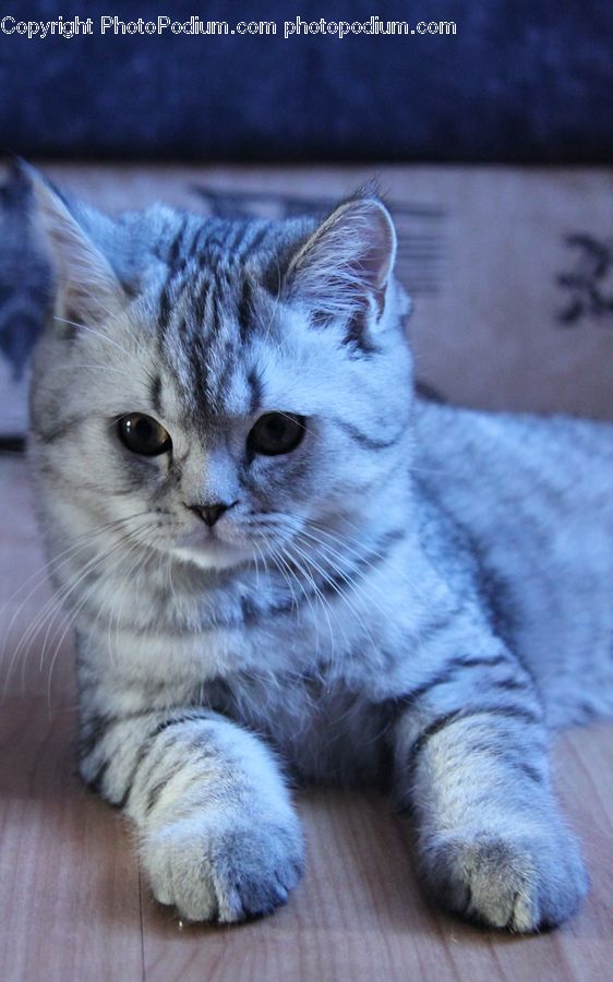 Animal, Cat, Kitten, Mammal, Pet, Manx, Abyssinian