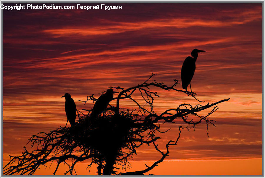 Bird, Blackbird, Crane Bird, Heron, Plant, Vegetation