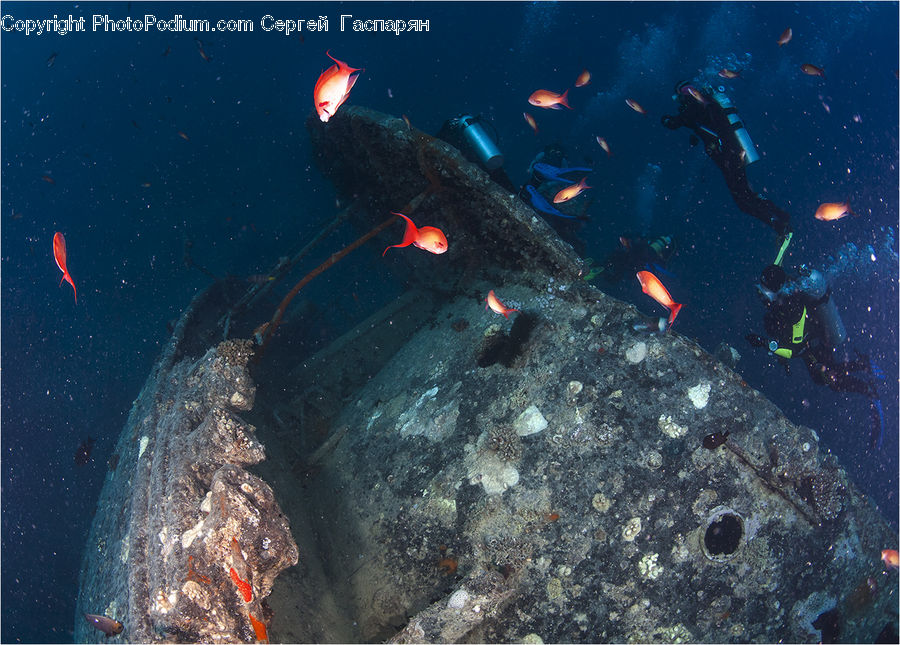 Fish, Sea Life, Coral Reef, Outdoors, Reef, Sea, Water