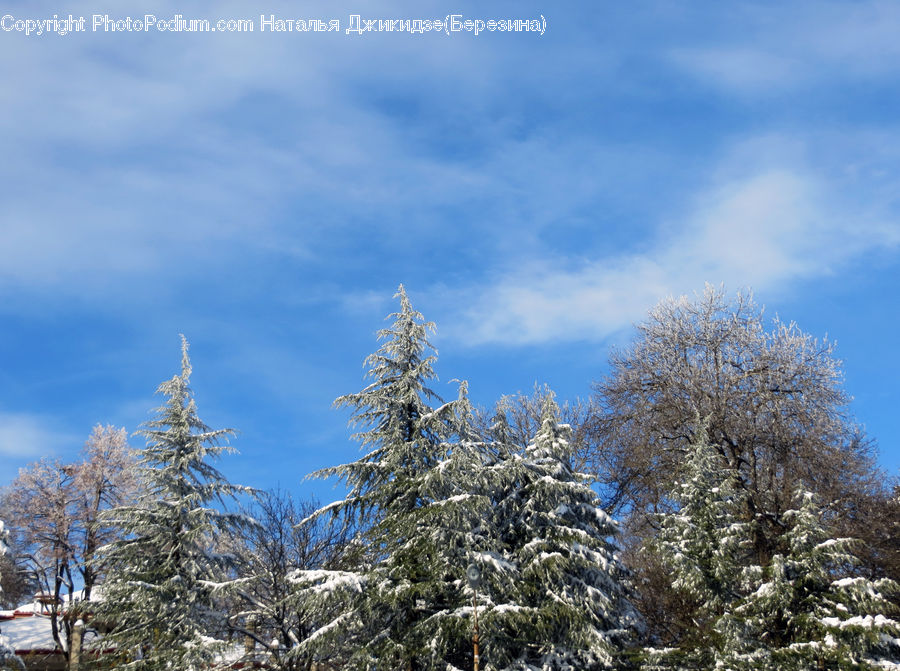 Conifer, Fir, Spruce, Wood, Plant, Tree, Field