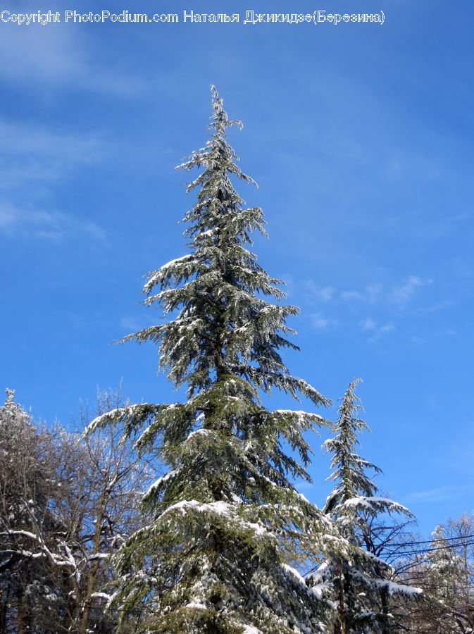 Conifer, Fir, Spruce, Wood, Plant, Tree, Abies