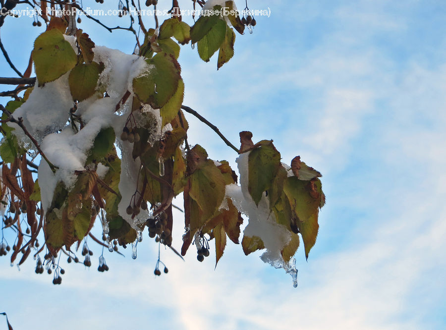 Plant, Vine, Oak, Sycamore, Tree, Tree Trunk, Wood