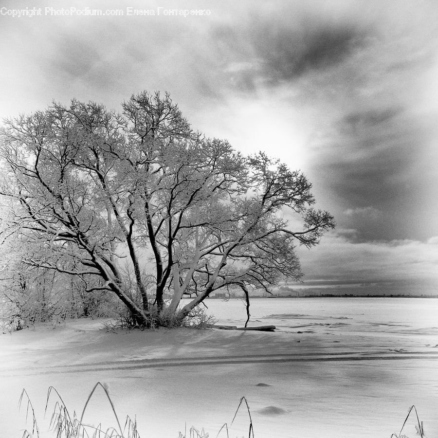 Plant, Tree, Oak, Wood