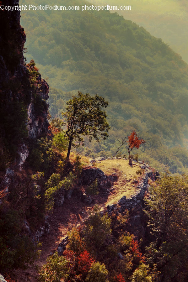People, Person, Human, Forest, Vegetation, Coral Reef, Outdoors