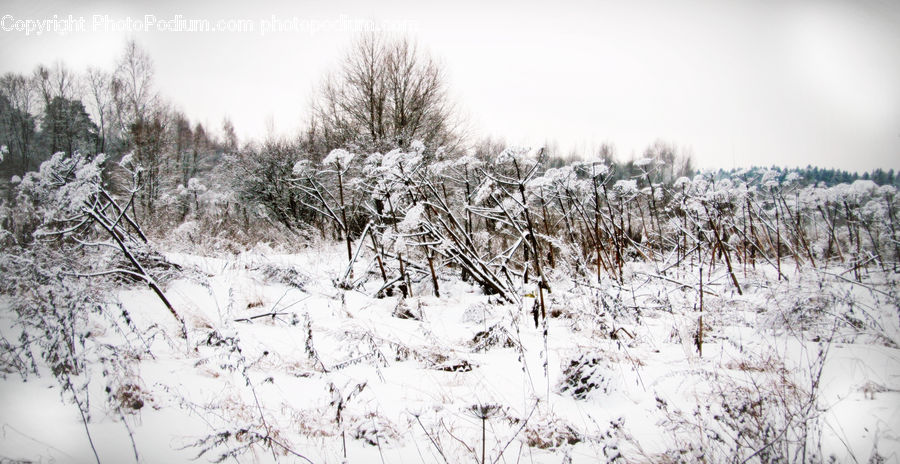 Ice, Outdoors, Snow, Frost, Forest, Vegetation, Conifer