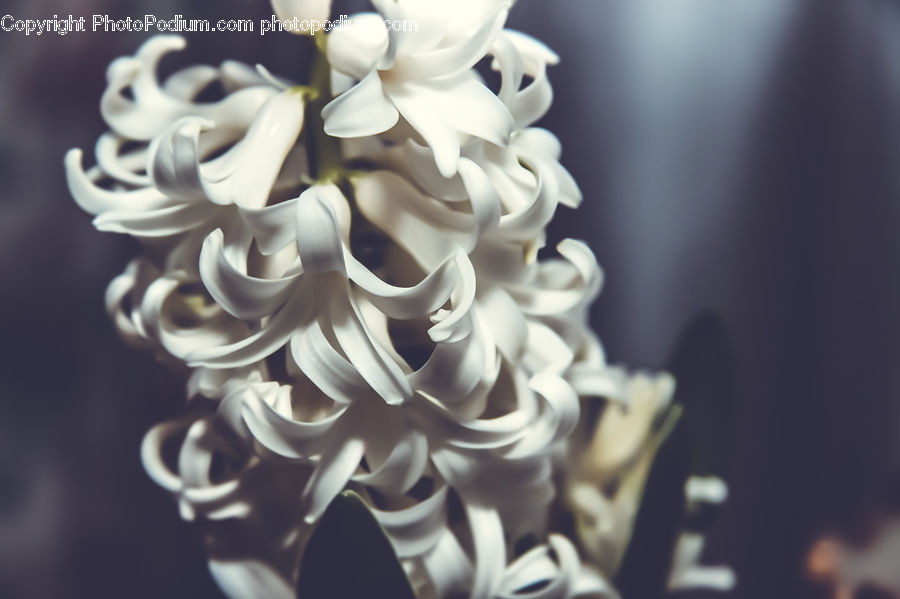 People, Person, Human, Blossom, Flower, Lilac, Plant