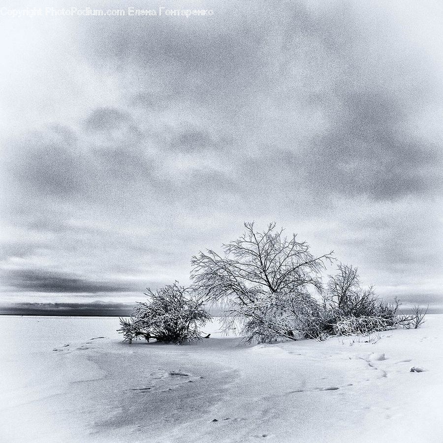 Ice, Outdoors, Snow, Plant, Tree, Bush, Vegetation