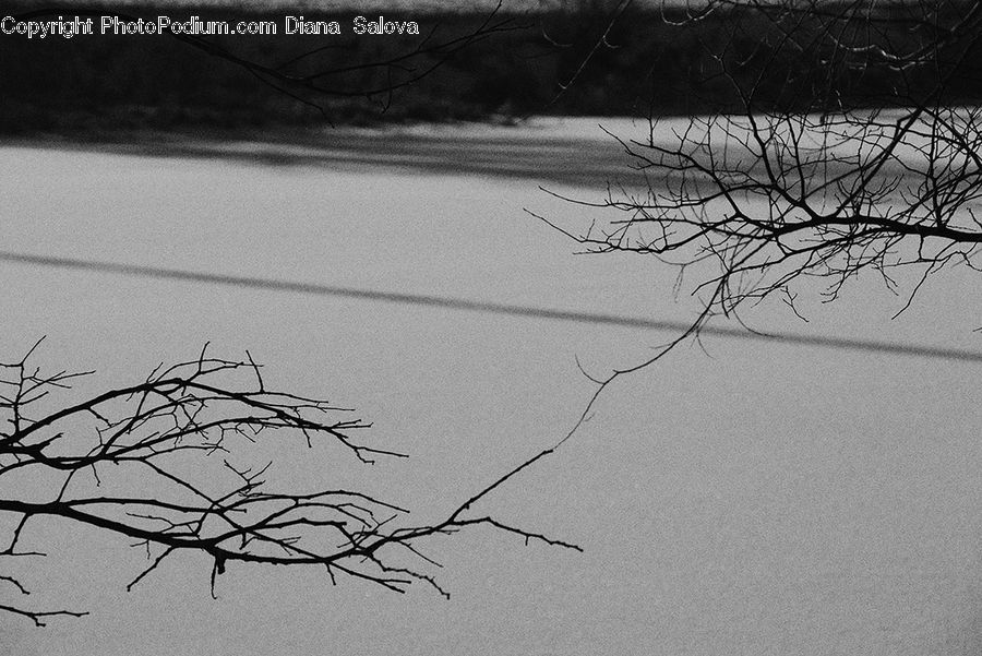Plant, Tree, Ice, Outdoors, Snow, Water