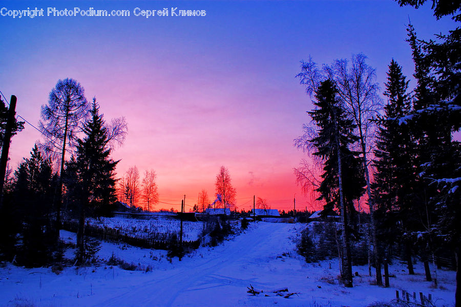 Conifer, Fir, Plant, Tree, Dawn, Dusk, Sky