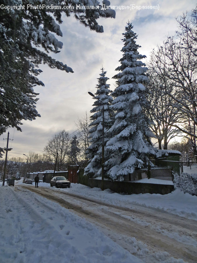 Conifer, Fir, Spruce, Wood, Plant, Tree, Pine