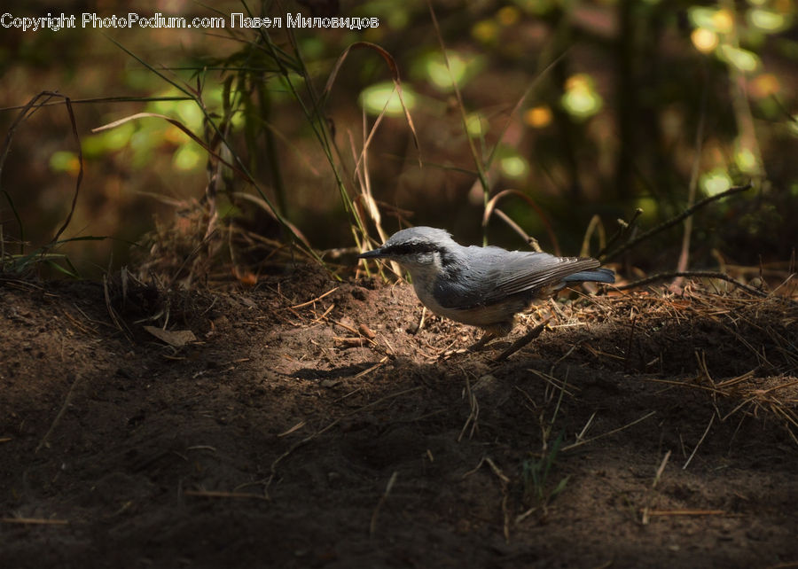 Bird, Jay, Bird Nest, Nest, Dove, Pigeon, Soil