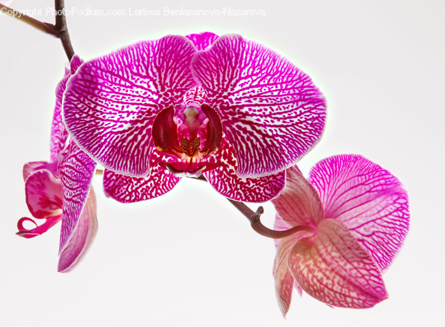 Blossom, Flora, Flower, Orchid, Plant, Petal, Aquilegia