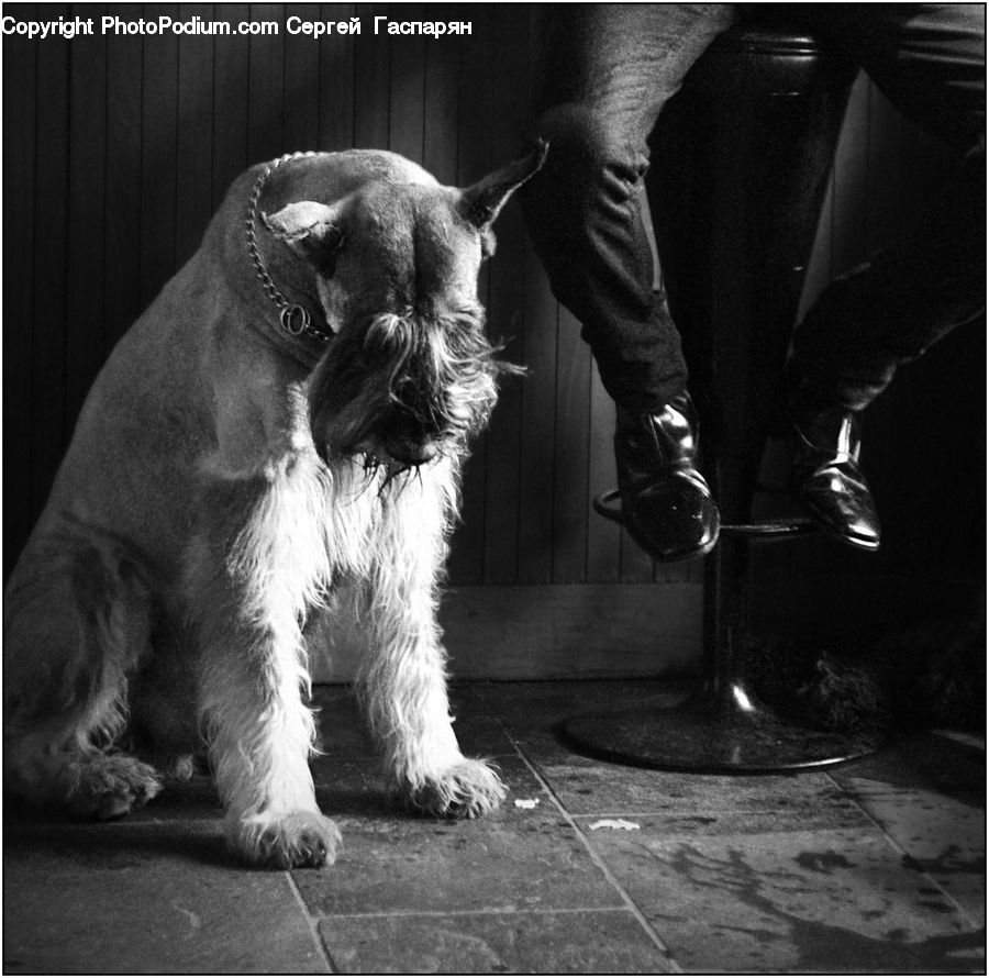 Animal, Canine, Dog, Mammal, Pet, Terrier, Cocker Spaniel